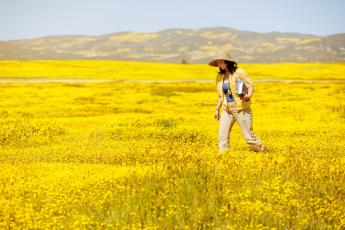 A student walks through a field of brilliant yellow wildflowers.