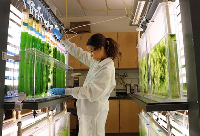 Student researching algae