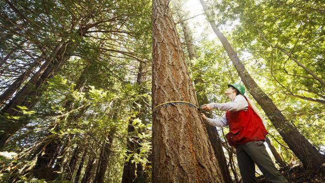 Student measures coast redwood tree at Swanton Ranch