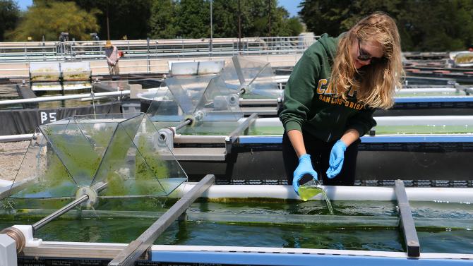Student working in the algae lab