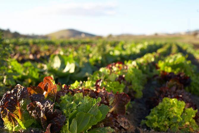 A field of lettuce in the sun with hills in the background