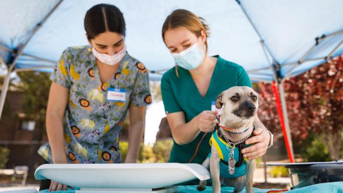 Two student veterinarians wearing masks help weigh a small dog under a blue tent