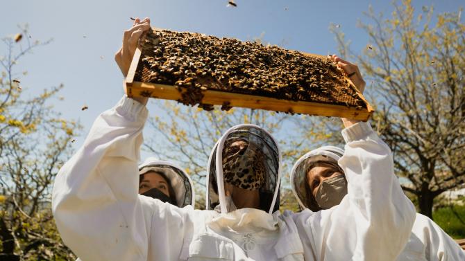 Students suited in white beekeeping suits and masks examine a honeycomb
