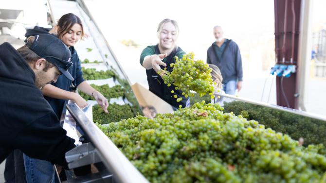 Several smiling students work over a conveyer belt of recently harvested grapes