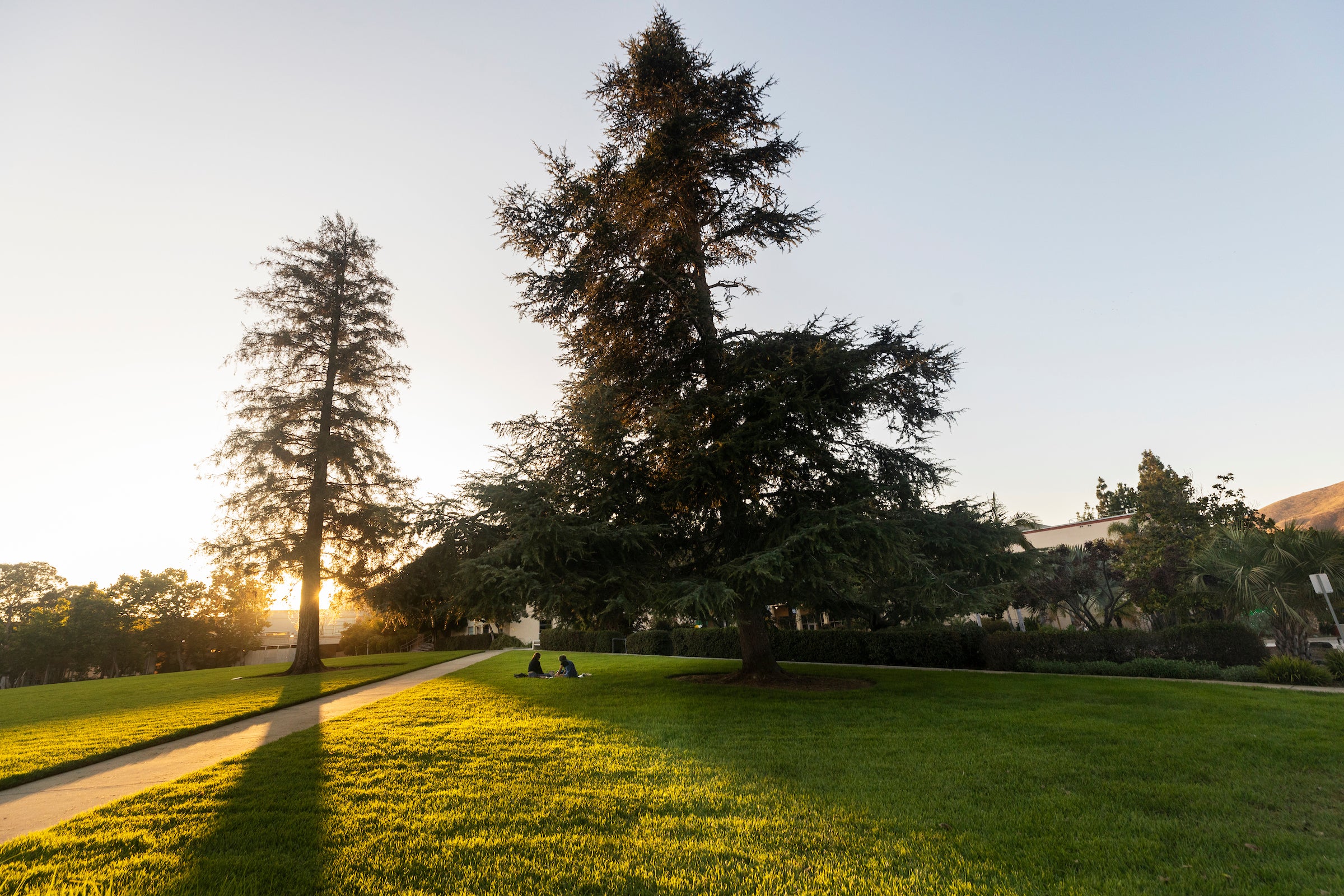 Cal Poly to Lead Development of California’s New Urban Forestry