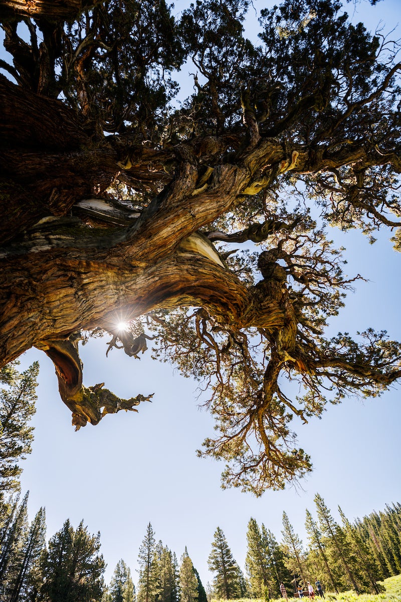 A view up toward the Bennett Juniper's canopy. One of the measurements the team logged was canopy spread.