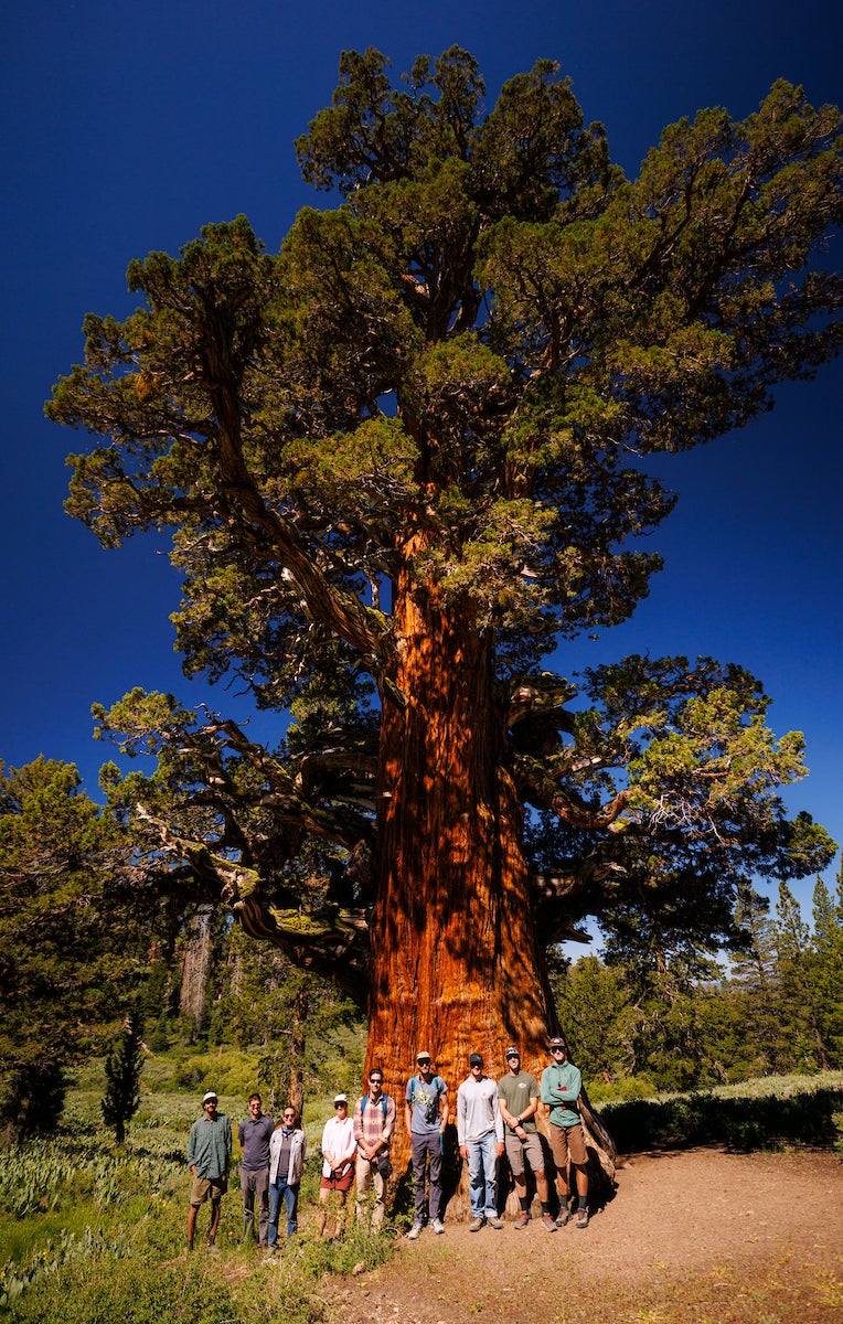 Cal Poly faculty, students and other professionals on the trip pose with the Bennett Juniper during tree measuring.
