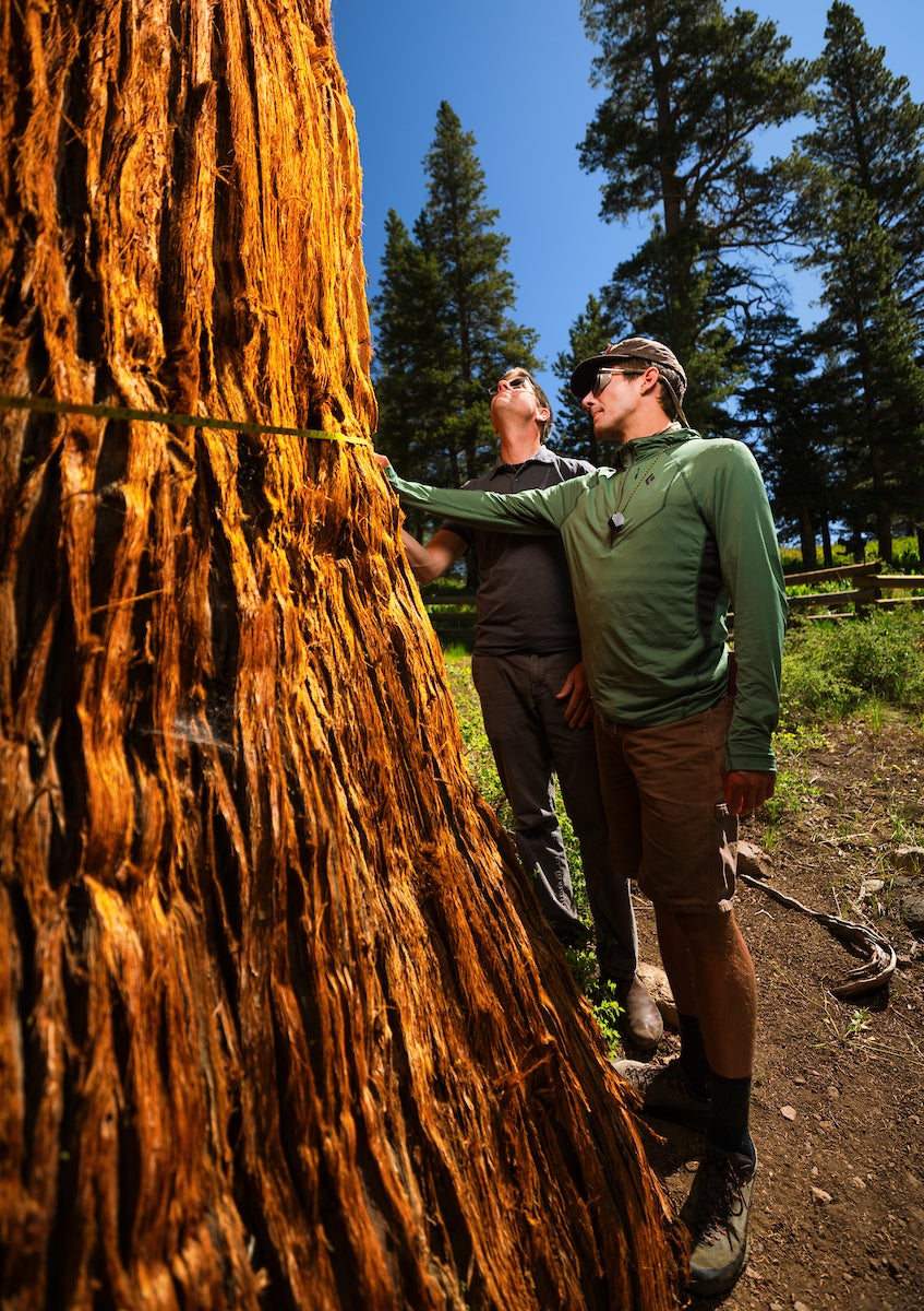 Matt Ritter, left, and Jake Jackson, right, check the circumference of the Bennett Juniper using a measuring tape.