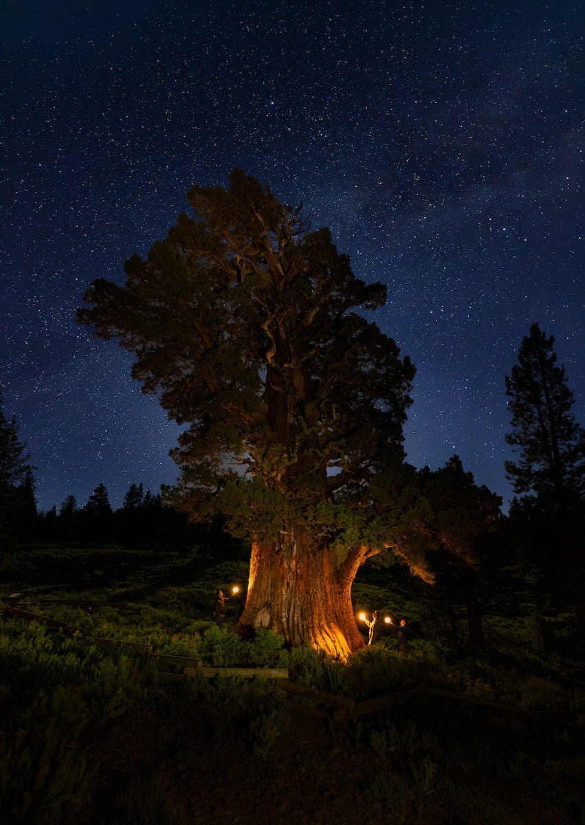 Professor Matt Ritter, left, with students Zach Harris and Jake Jackson, right, visit the Bennett Juniper at night