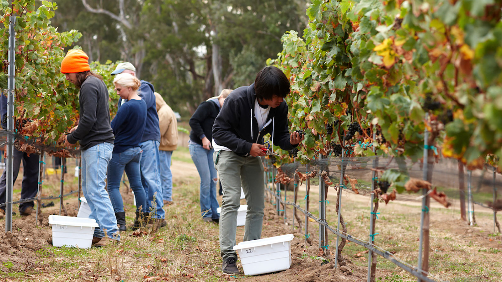 Students working in a vineyard