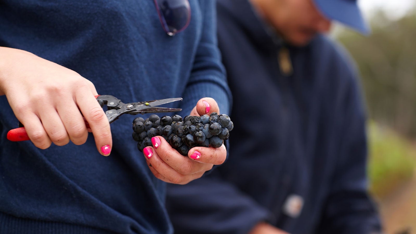 Woman holding freshly picked wine grapes