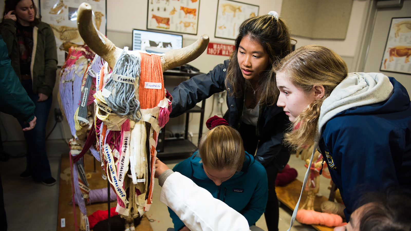 Animal science students using model to study cattle musculature