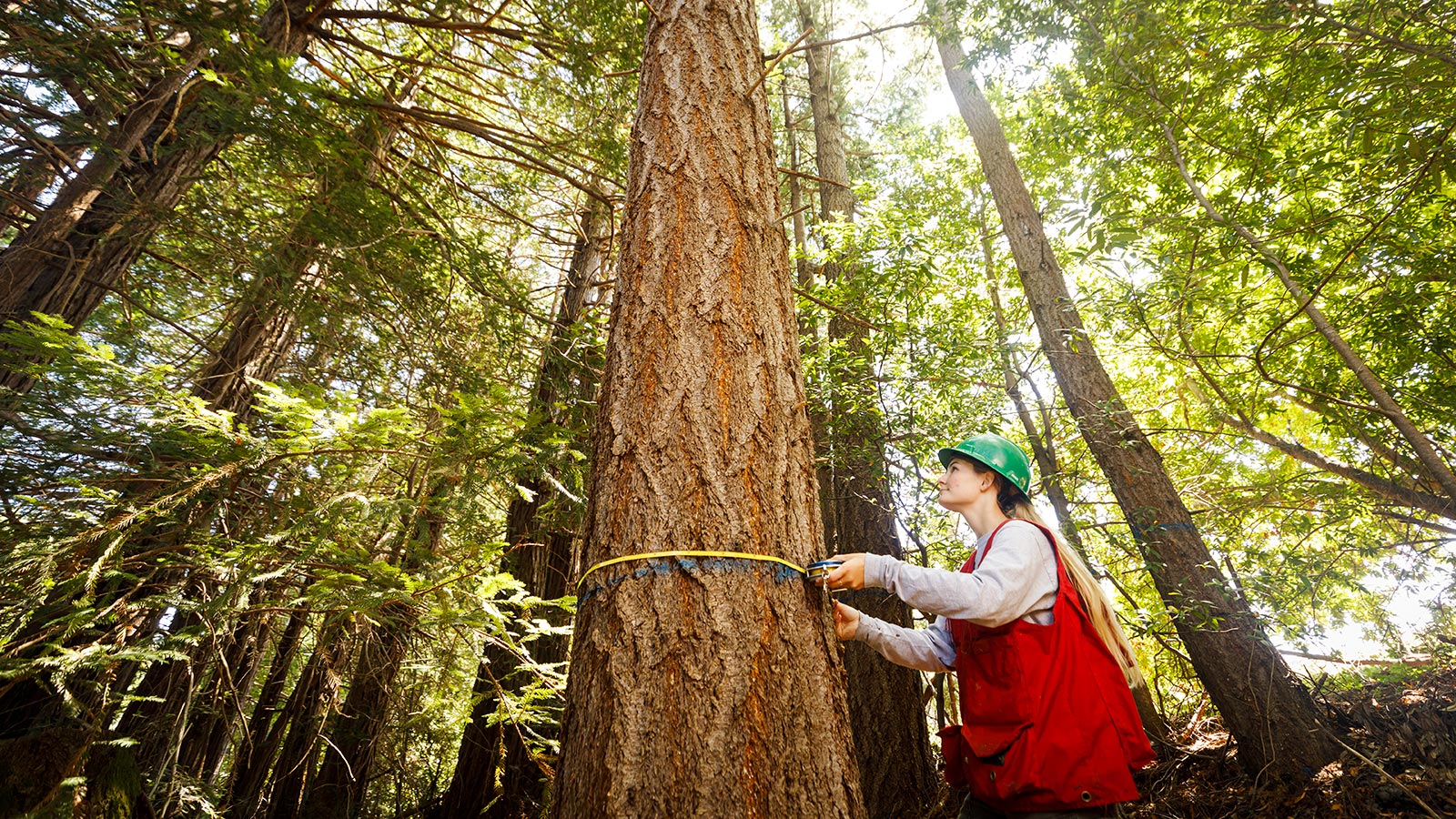 Student at Swanton Pacific Ranch measuring circumference of treed