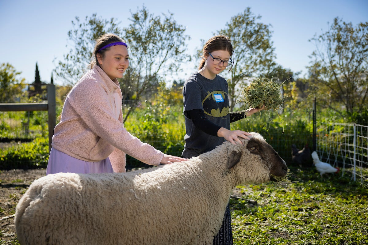 A high school student pets an ewe as a college student looks on.