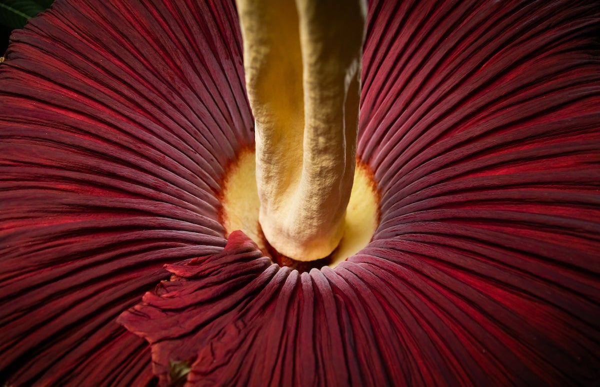 A closer view of the maroon flower and yellow spike that makes up the corpse flower bloom.