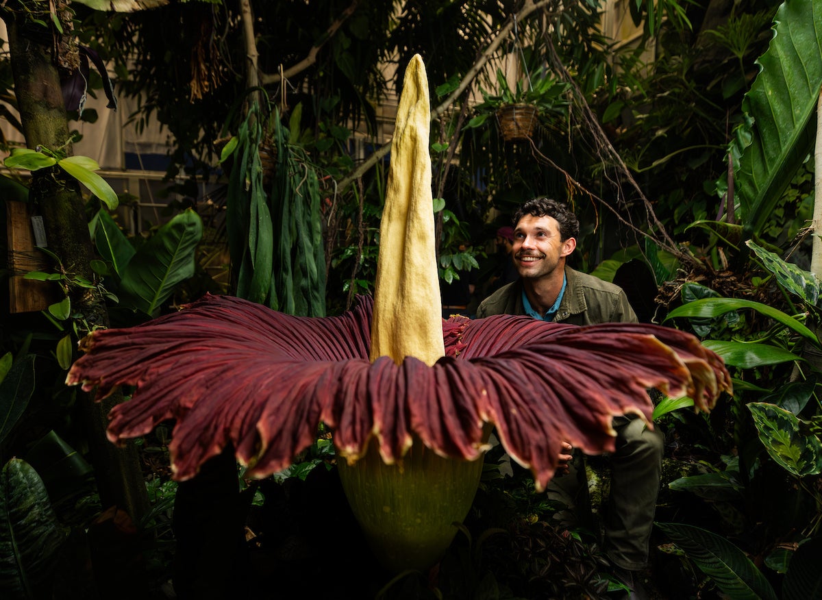 Gage Willey poses next to Sneaky the corpse flower.