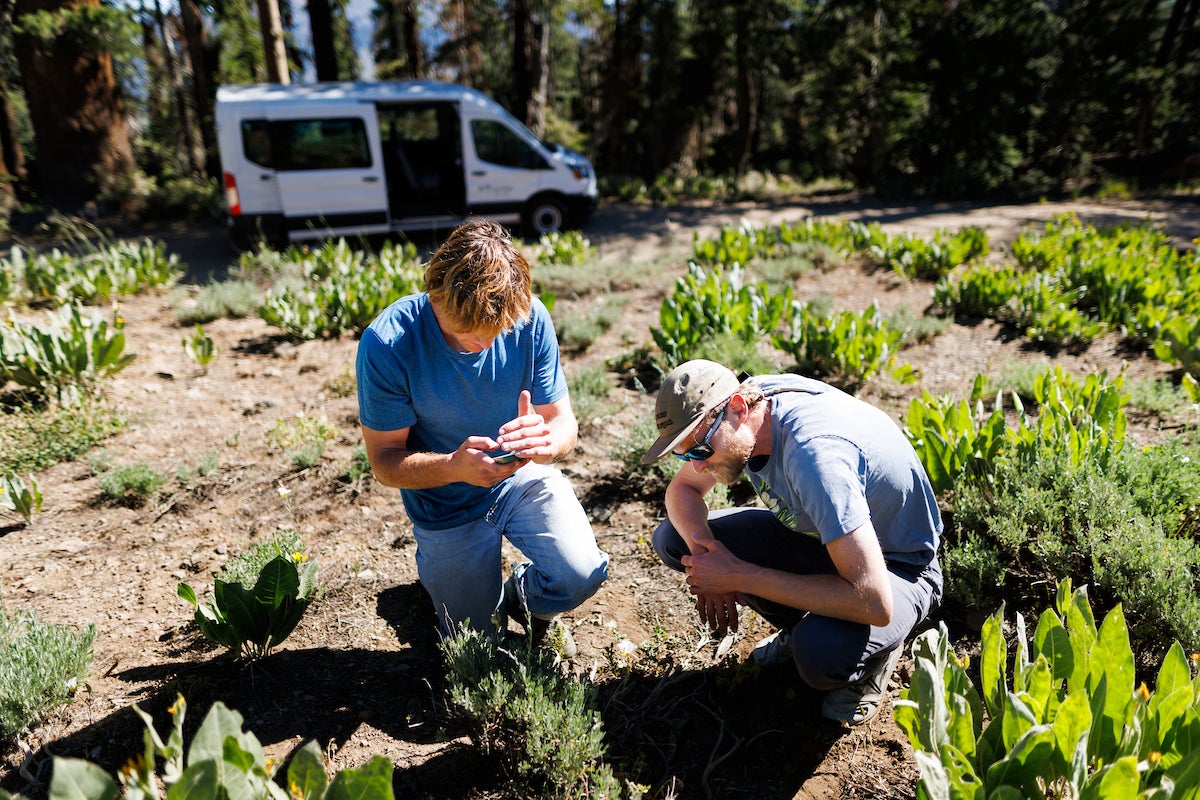 Two men crouch on the ground to identify a plant.