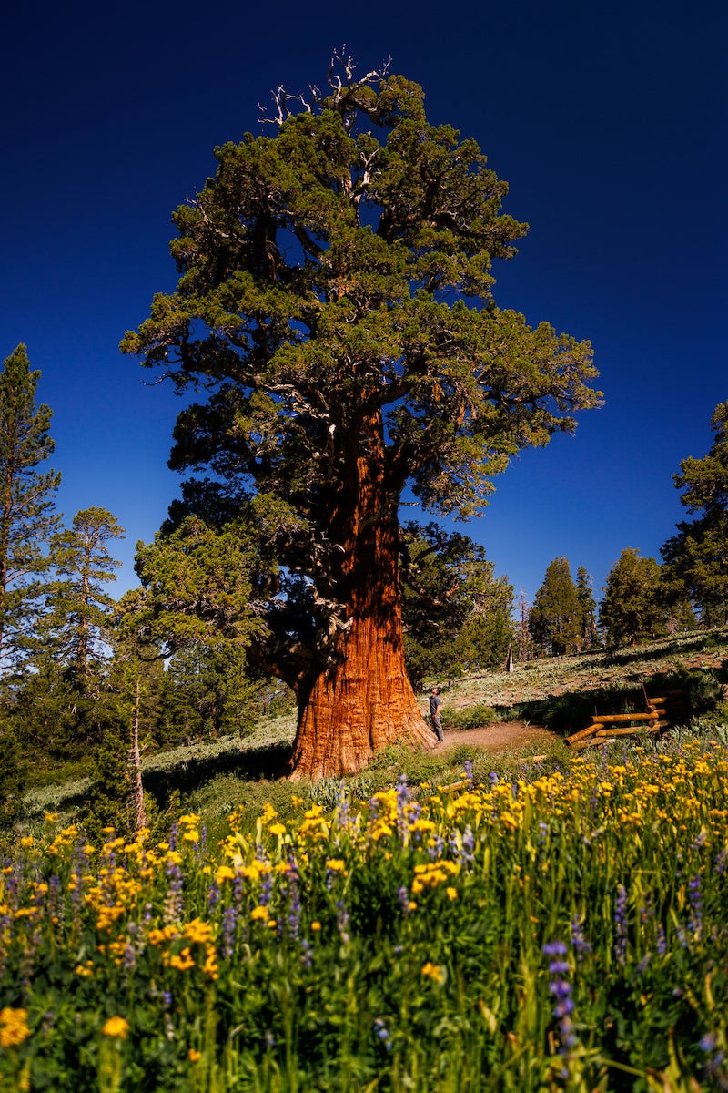 A large Sierra juniper tree in a meadow.