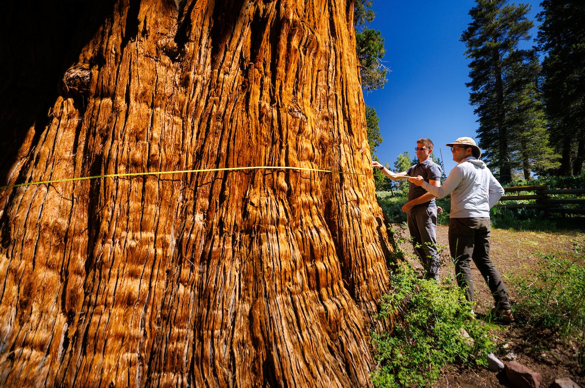 Two professors wind a measuring tape around the base of a giant juniper tree.