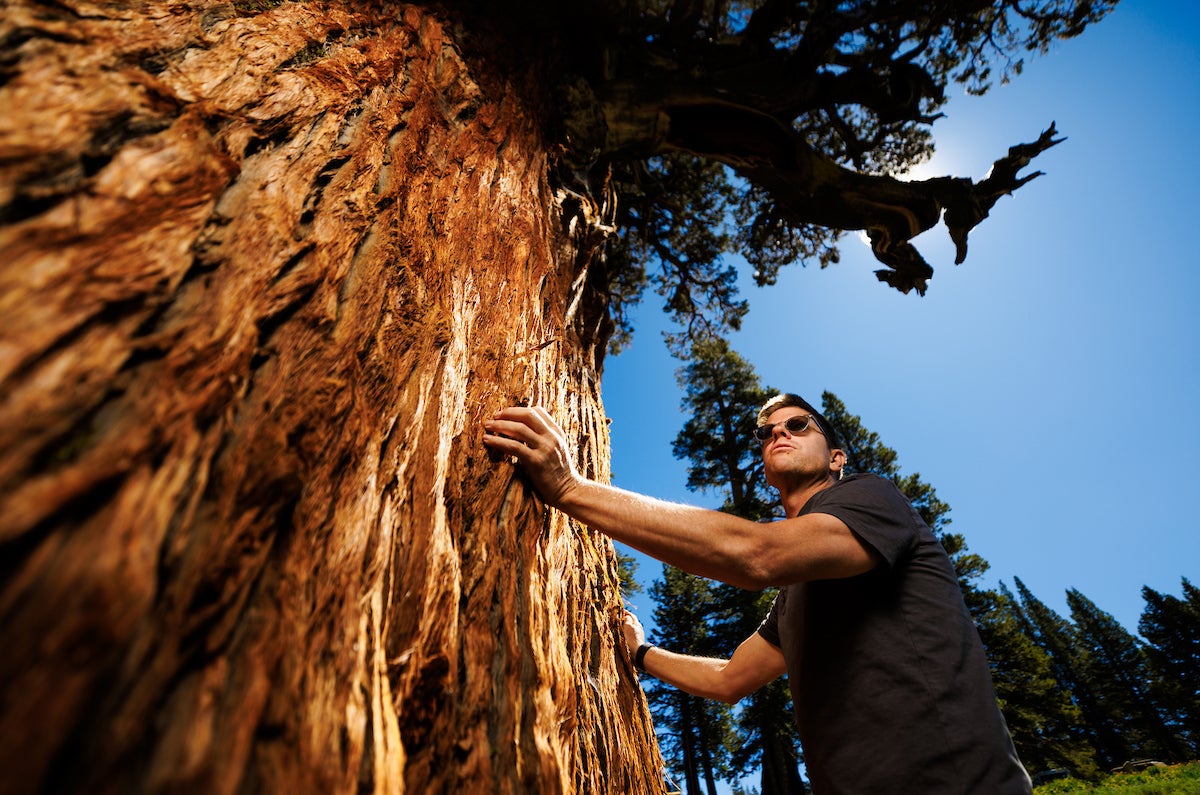 A professor stands at the base of a giant Sierra juniper tree. 