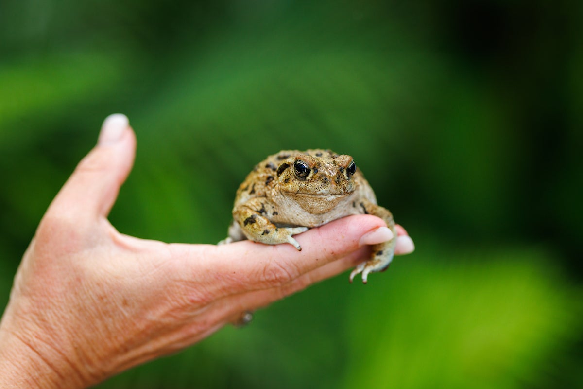 A toad being held in a hand.