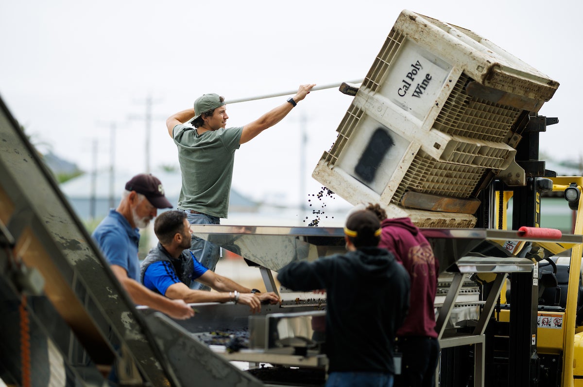 A student uses a pitchfork to pull pinot noir grapes into a destemming machine while students and faculty process grapes.
