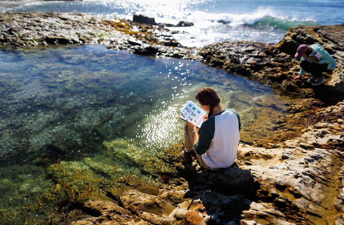 A student flips through a species identification card at a tide pool in Montaña de Oro State Park.