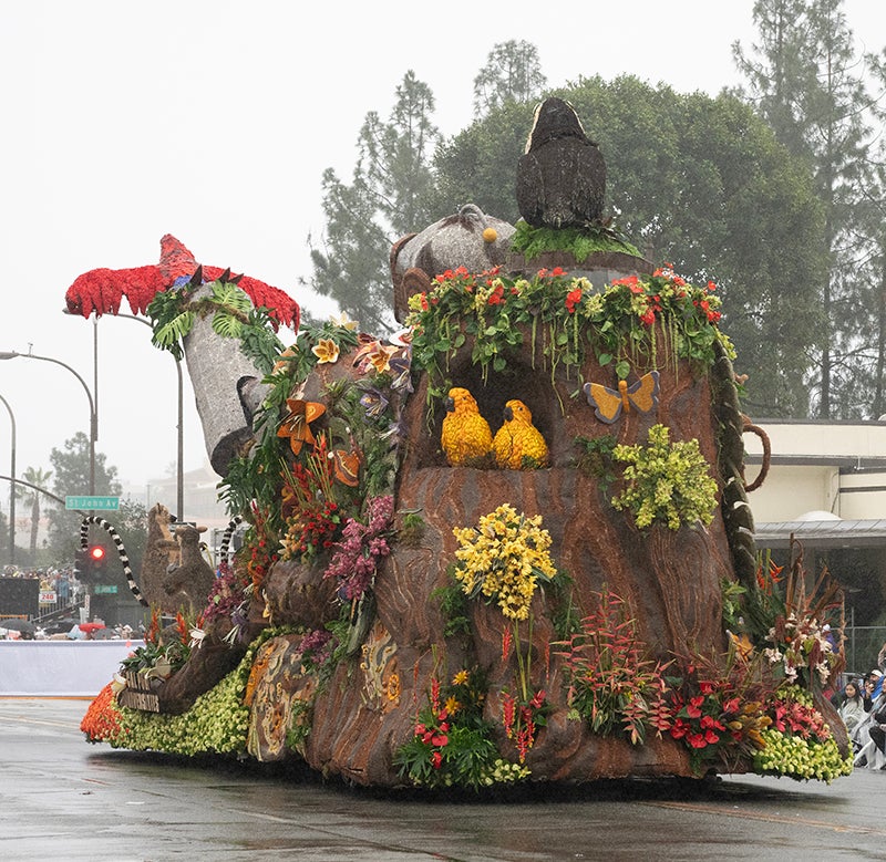 The rainforest-themed Cal Poly Rose Float on a rainy street in Pasadena.
