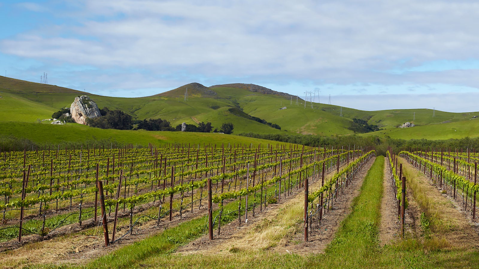 Gallo Vineyard