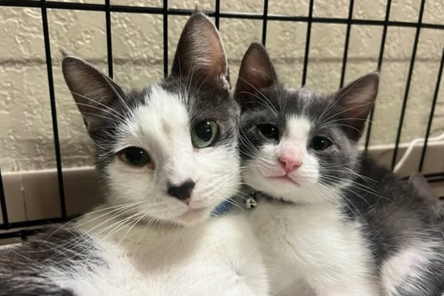 Two adorable grey and white cats pose for the camera.
