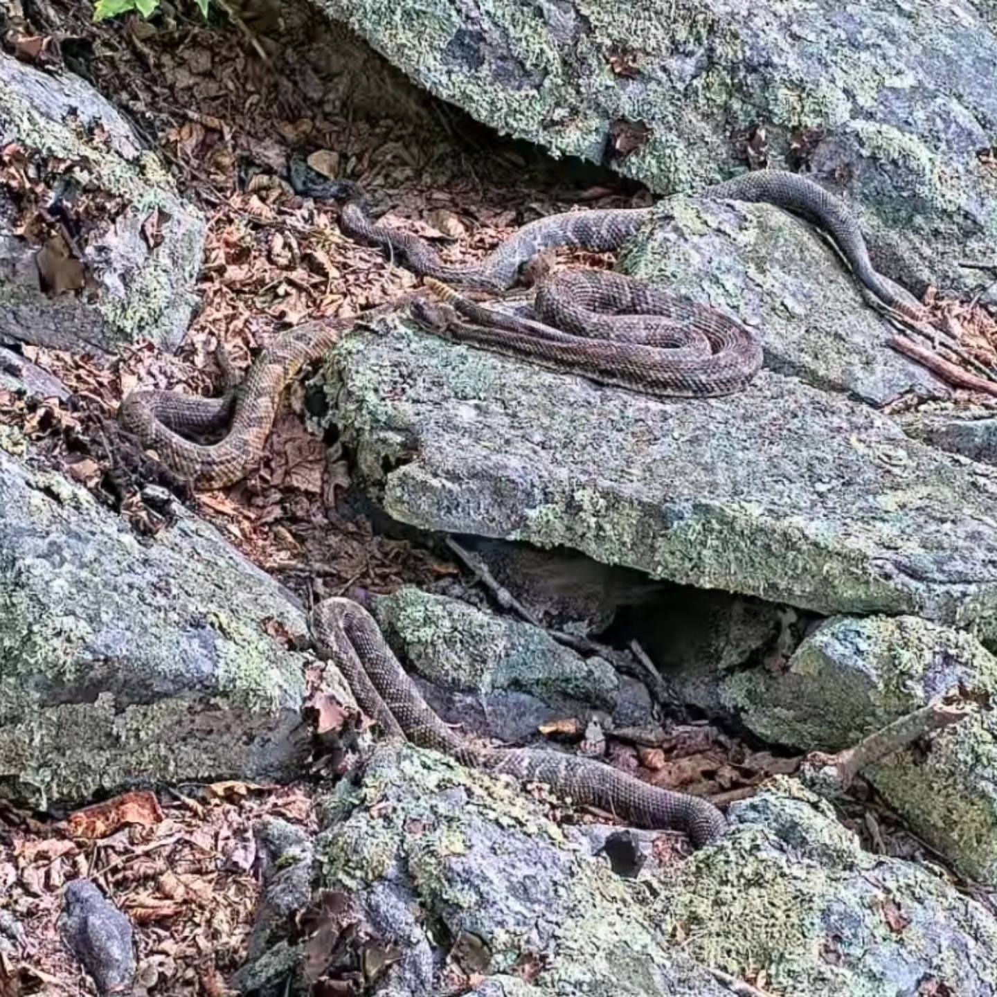 Four rattlesnakes slither around on rocks in the forest.