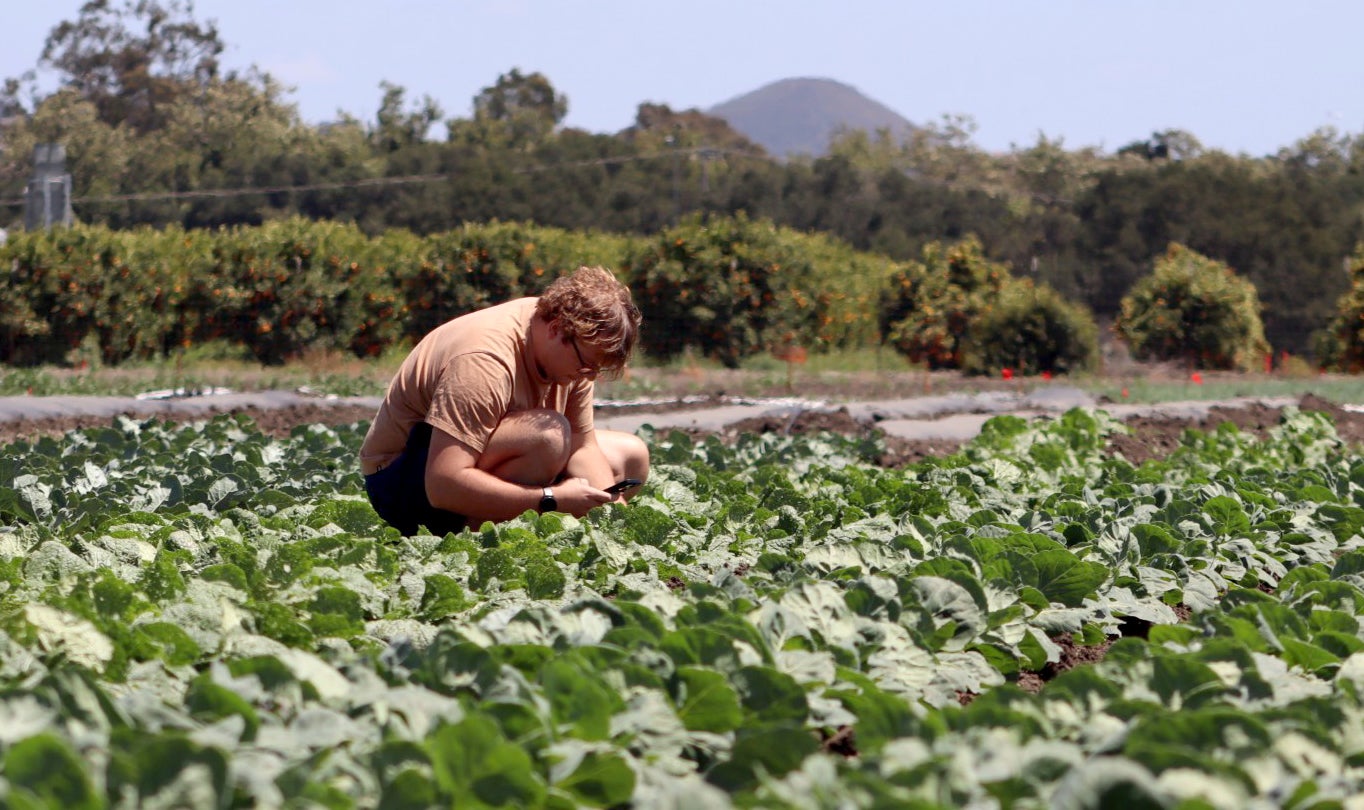 Nico Julia kneels down to inspect crops in a field at Cal Poly.