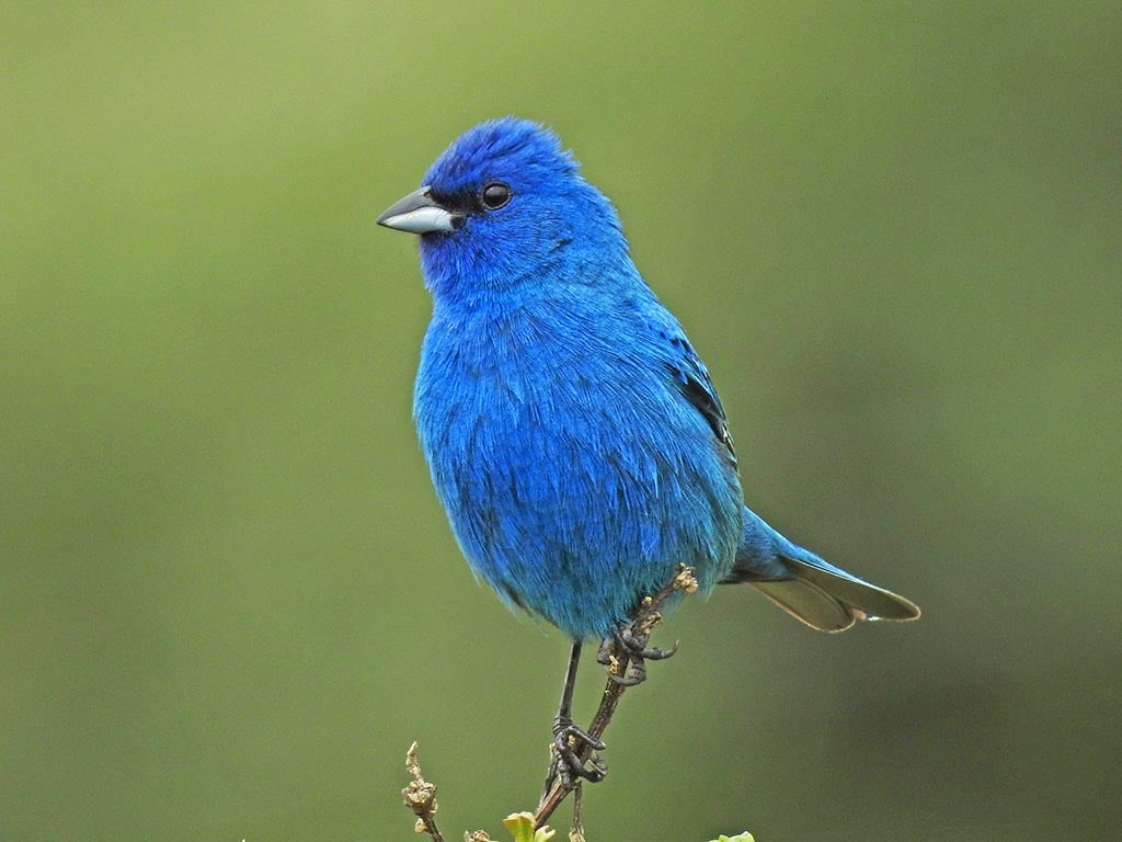 A small blue bird on a branch.