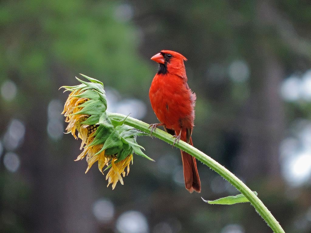 A cardinal perched on a sunflower.