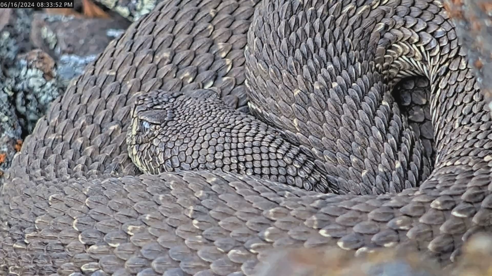 A closeup of a rattlesnake from the livestream.