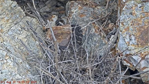 Rattlesnakes