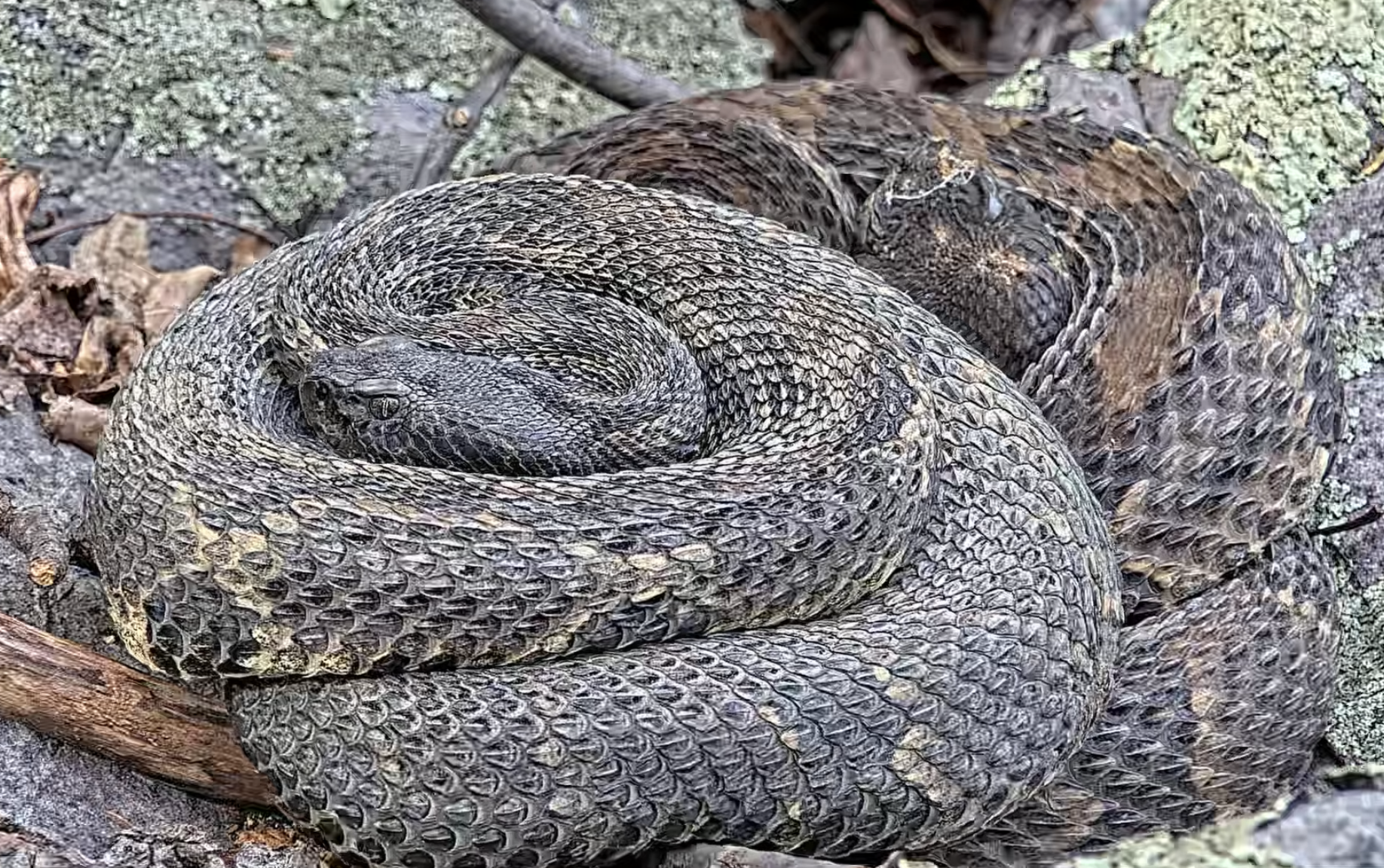 Timber rattlesnakes in the forest.