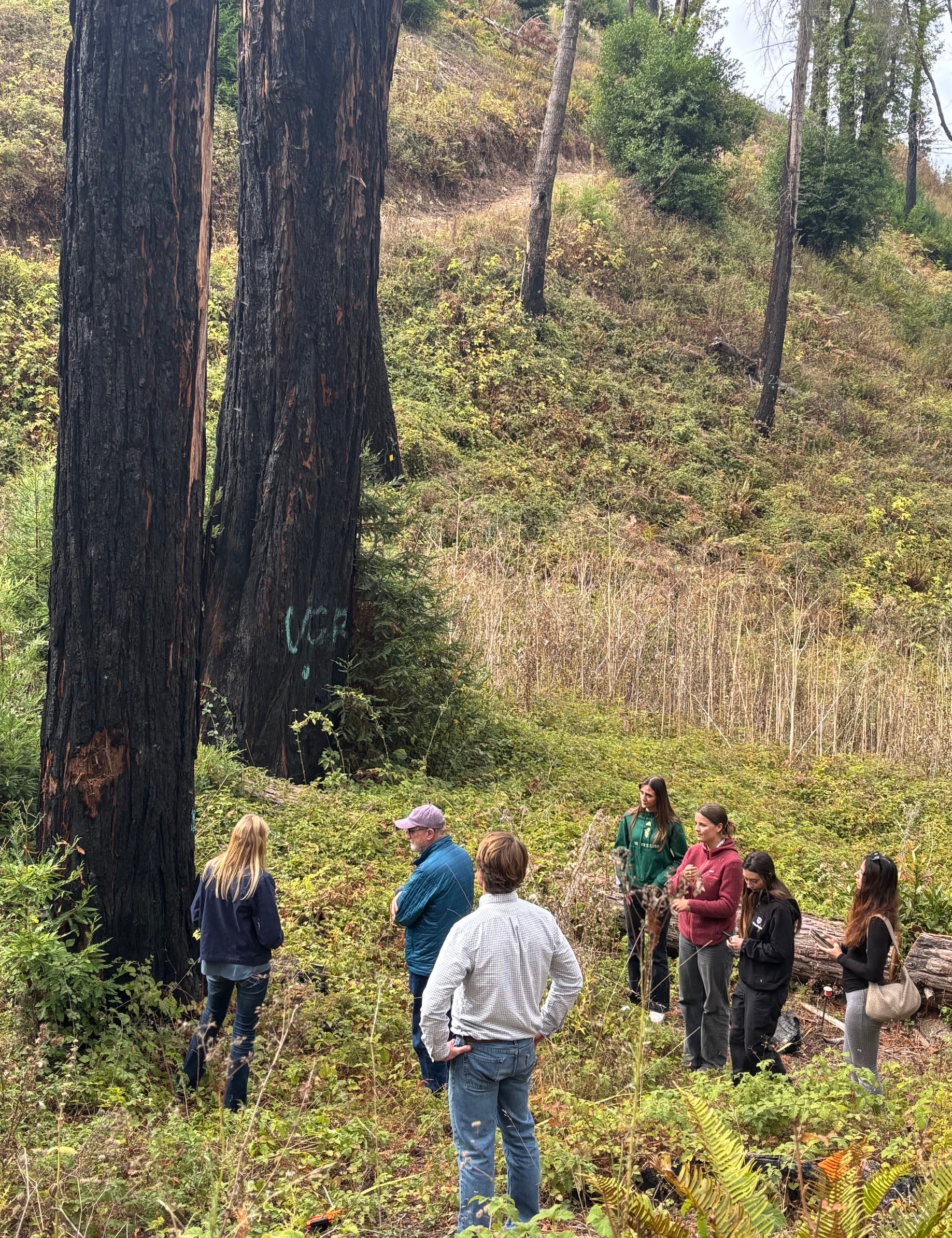 Students walk through pine trees in northern california.
