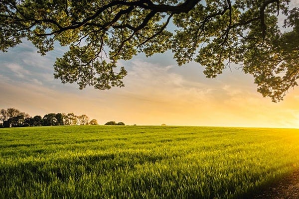 A landscape of a grassy field at sunrise. 