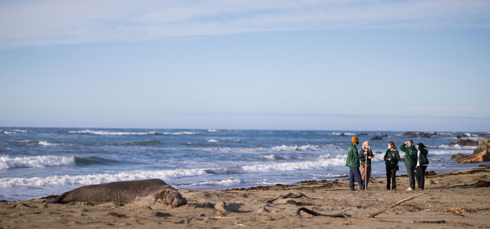 Student researchers survey elephant seals on one of the San Simeon beaches that make up the Piedras Blancas rookery. NMFS permit #22187-02