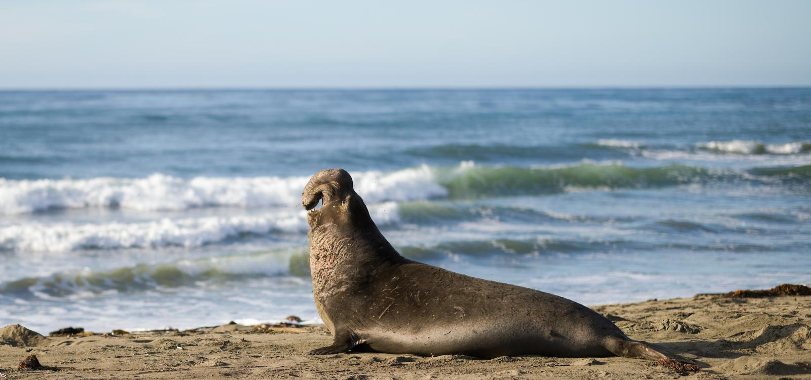 An elephant seal makes his presence known on one of the beaches that make up the Piedras Blancas rookery. NMFS permit #22187-02