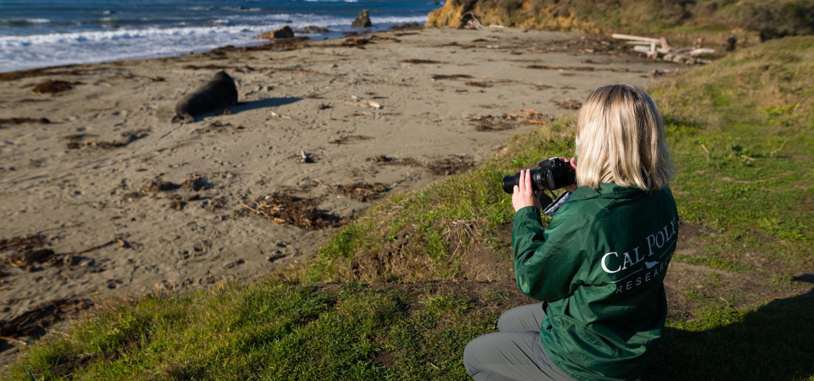 A student researcher observes elephant seals from afar. NMFS permit #22187-02