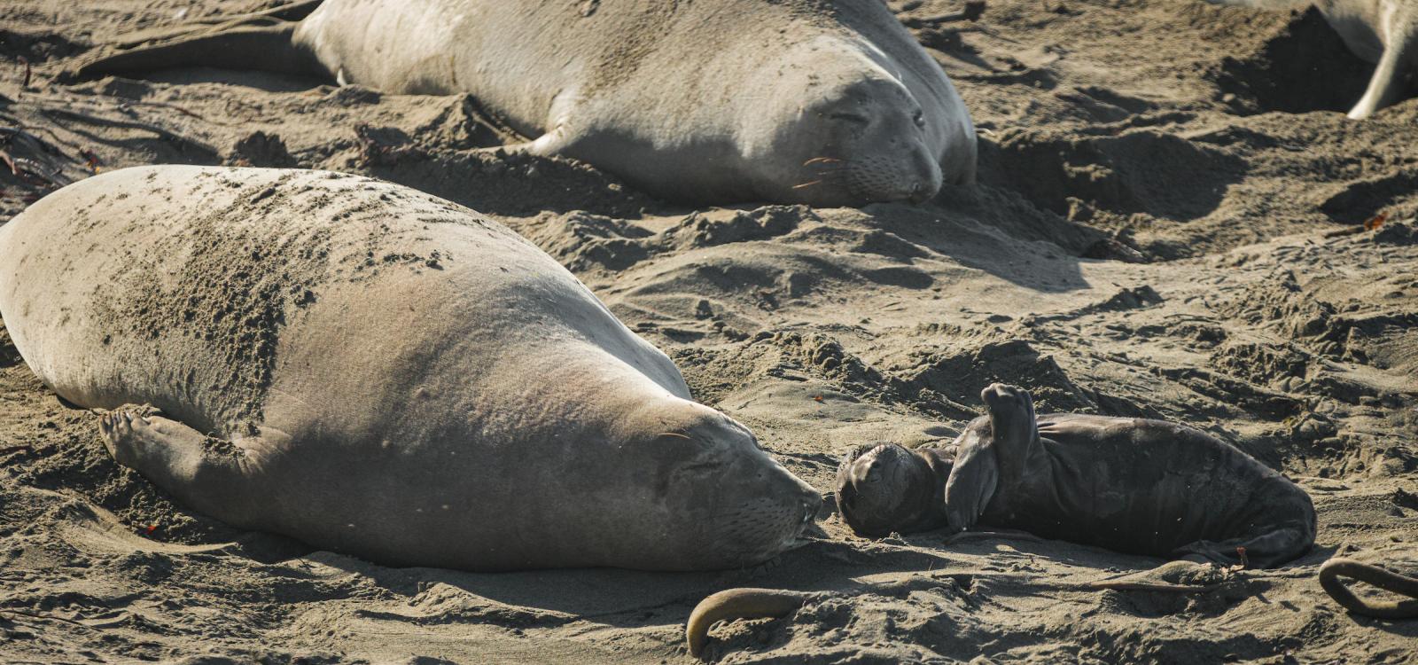A female elephant seal lies next to a baby on the beach at the Elephant Seal Vista Point.