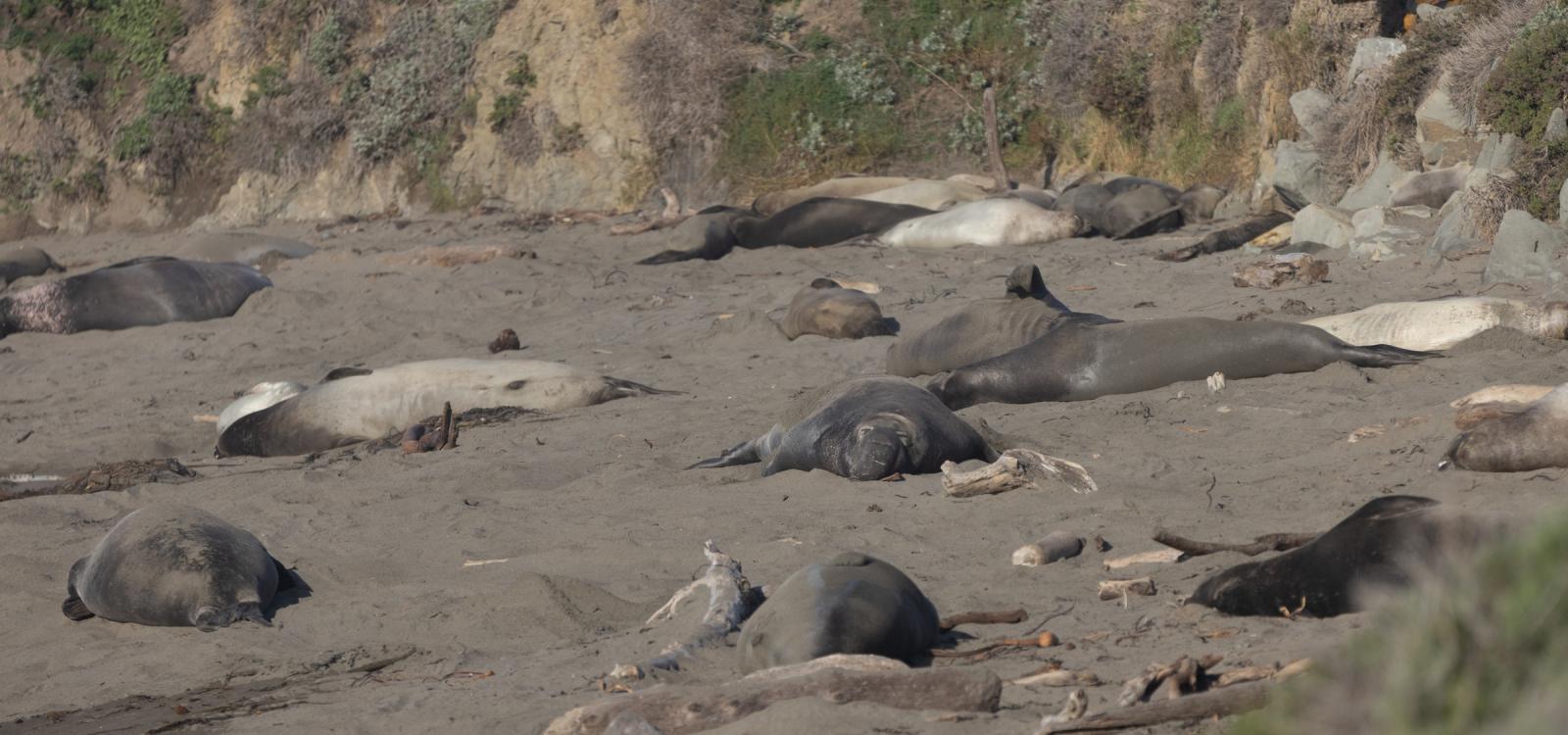 Elephant seals lie on the beach at the Elephant Seal Vista Point north of Hearst Castle. 