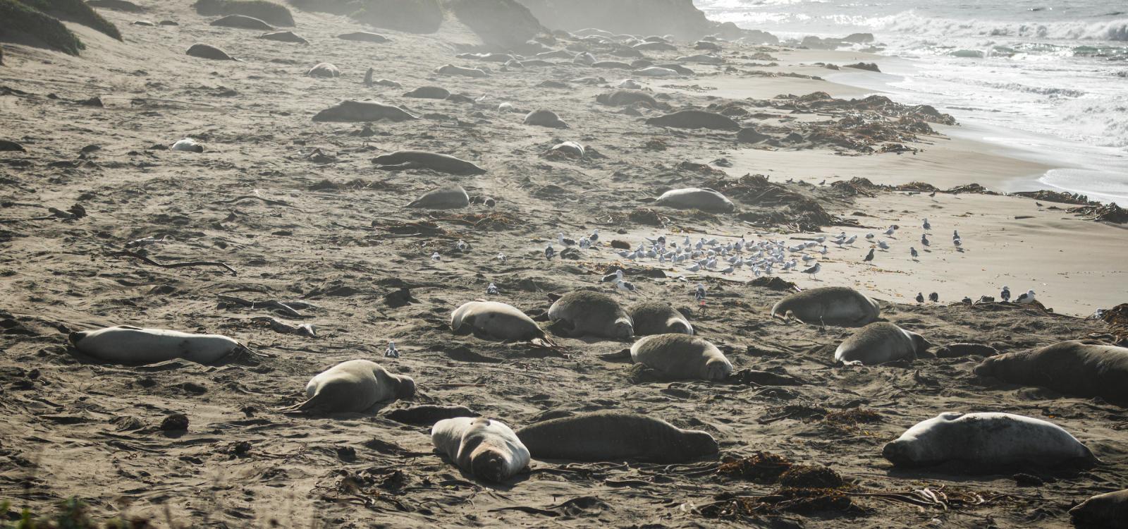 Elephant seals lie on the beach at the Elephant Seal Vista Point north of Hearst Castle. 