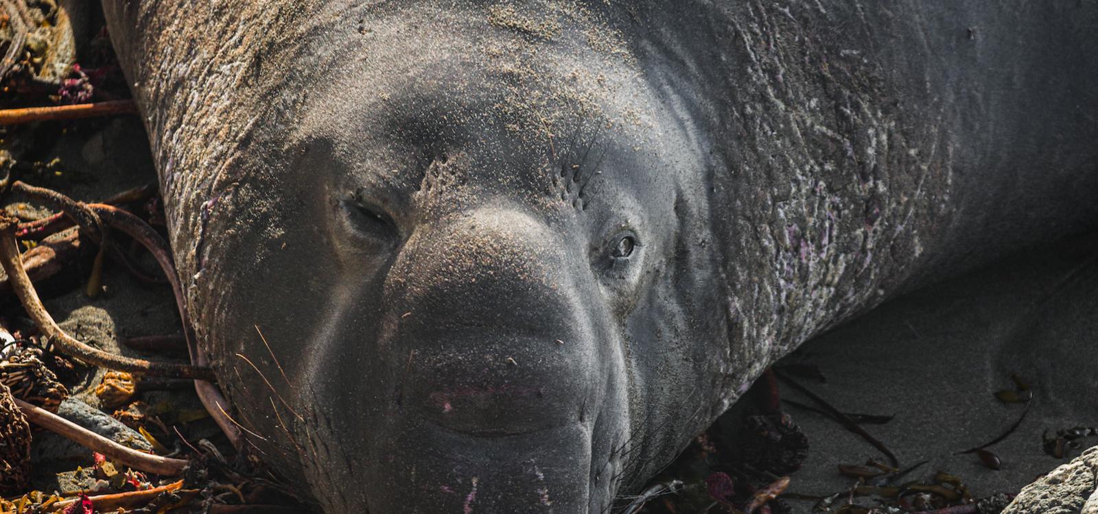 A male elephant seal at the Elephant Seal Vista Point.