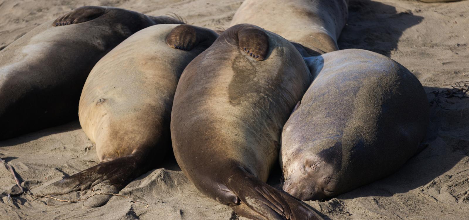 Multiple seals lie together on the beach at the Elephant Seal Vista Point.