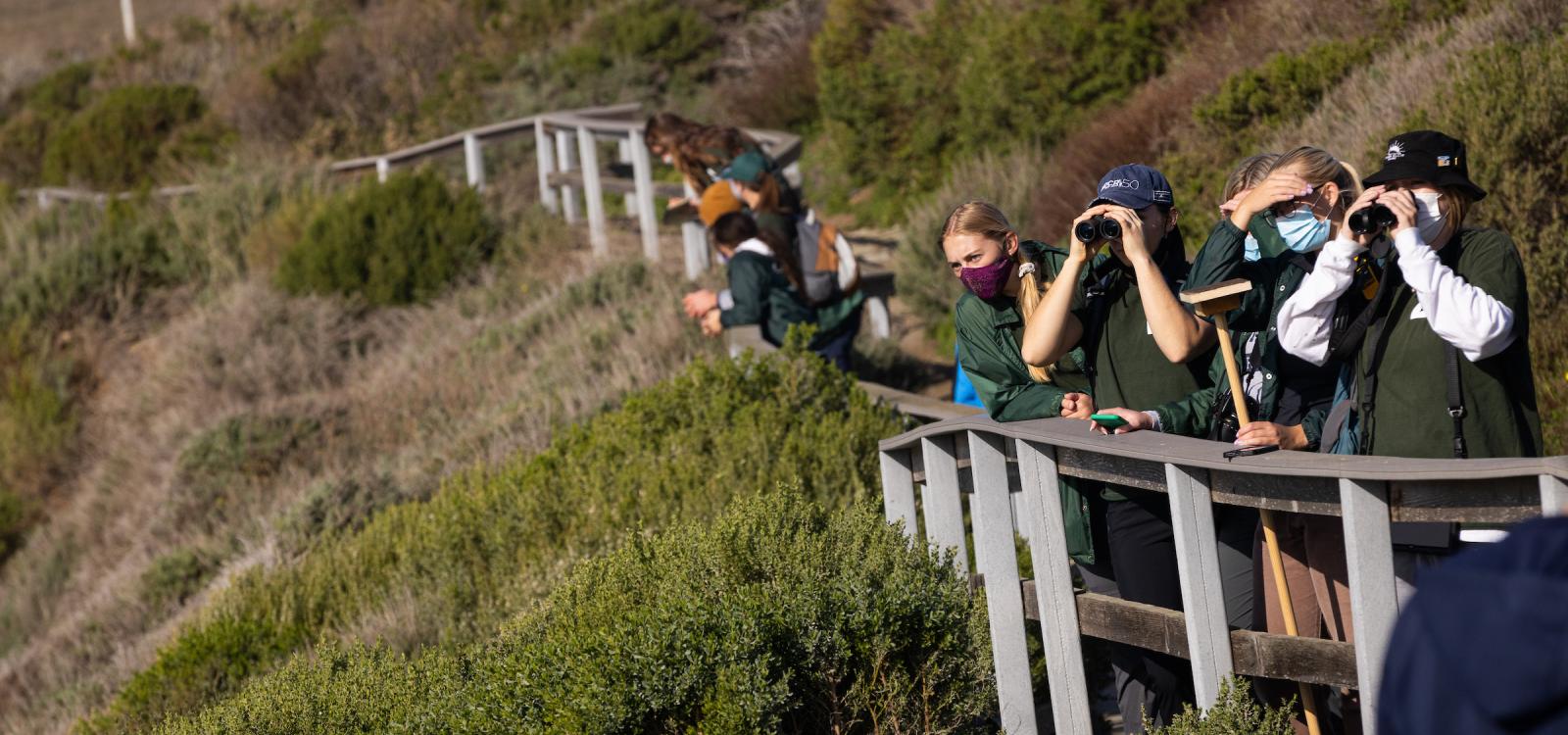 Researchers with Team Ellie survey elephant seals from the boardwalk at the Elephant Seal Vista Point north of Hearst Castle.