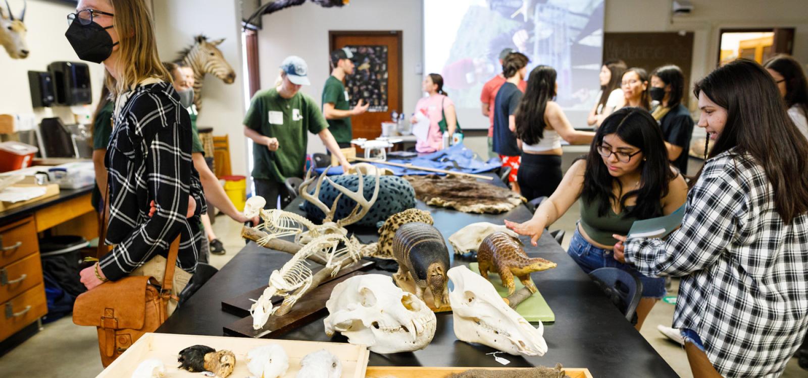 Open House participants toured campus labs, including this biology lab with a variety of skeletal and preserved specimens