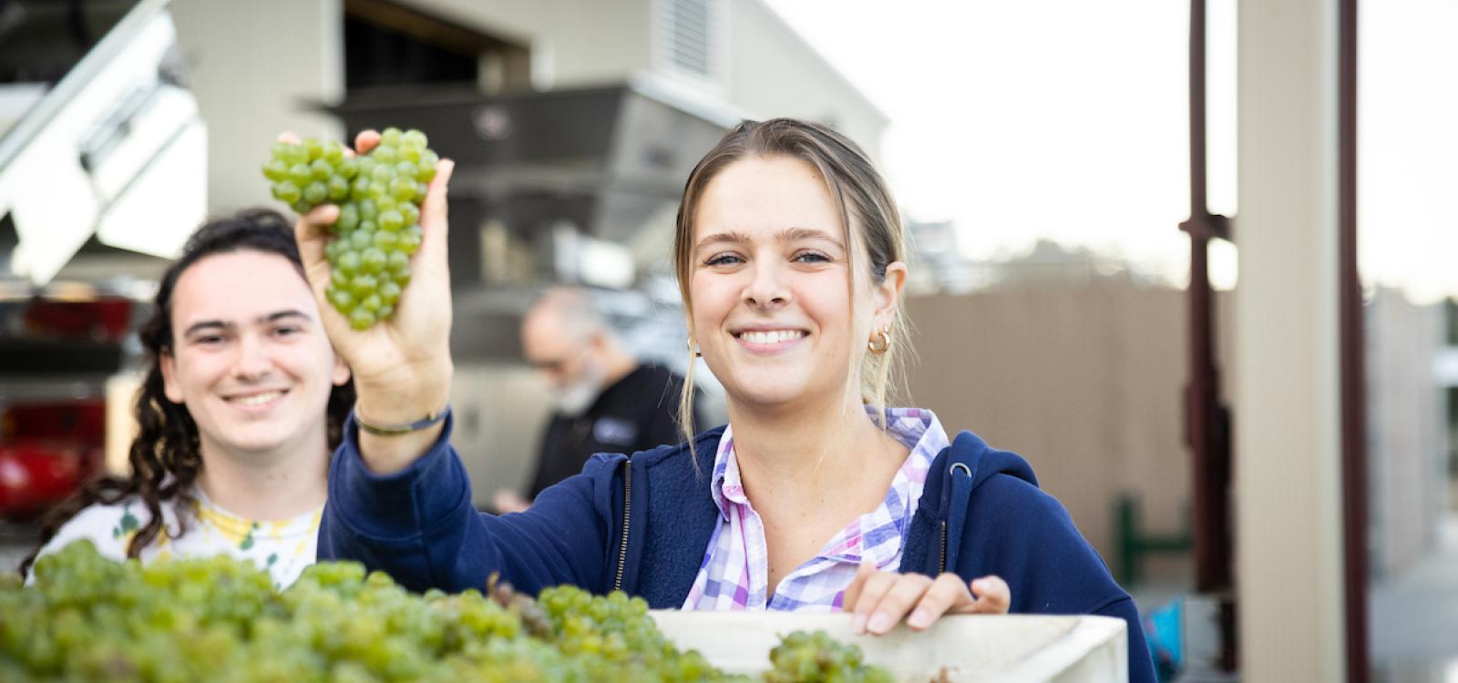 Wine and viticulture students Toby German, left, and Olivia Capiaux, right, hold up wine grapes before processing.